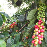 Coffee cherries 