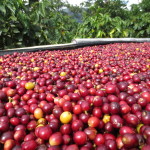 Coffee cherries "air drying"