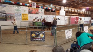 Cow auction 2