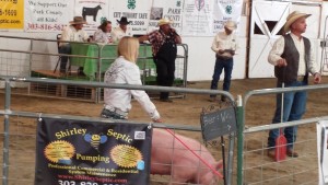 Pig auction