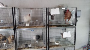 Rabbits and chickens