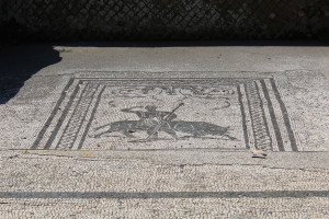 Wild animal importer