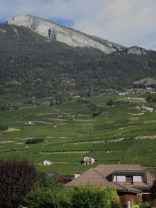 Italian vineyards