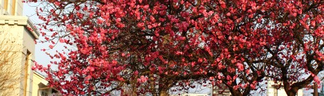 Kanazawa (sounds magical)