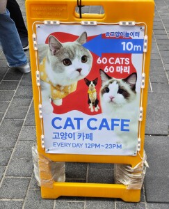 cat cafe