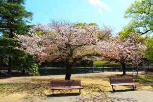 cherry trees