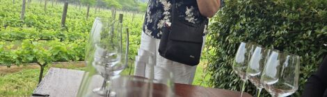 Wine tasting in South Africa